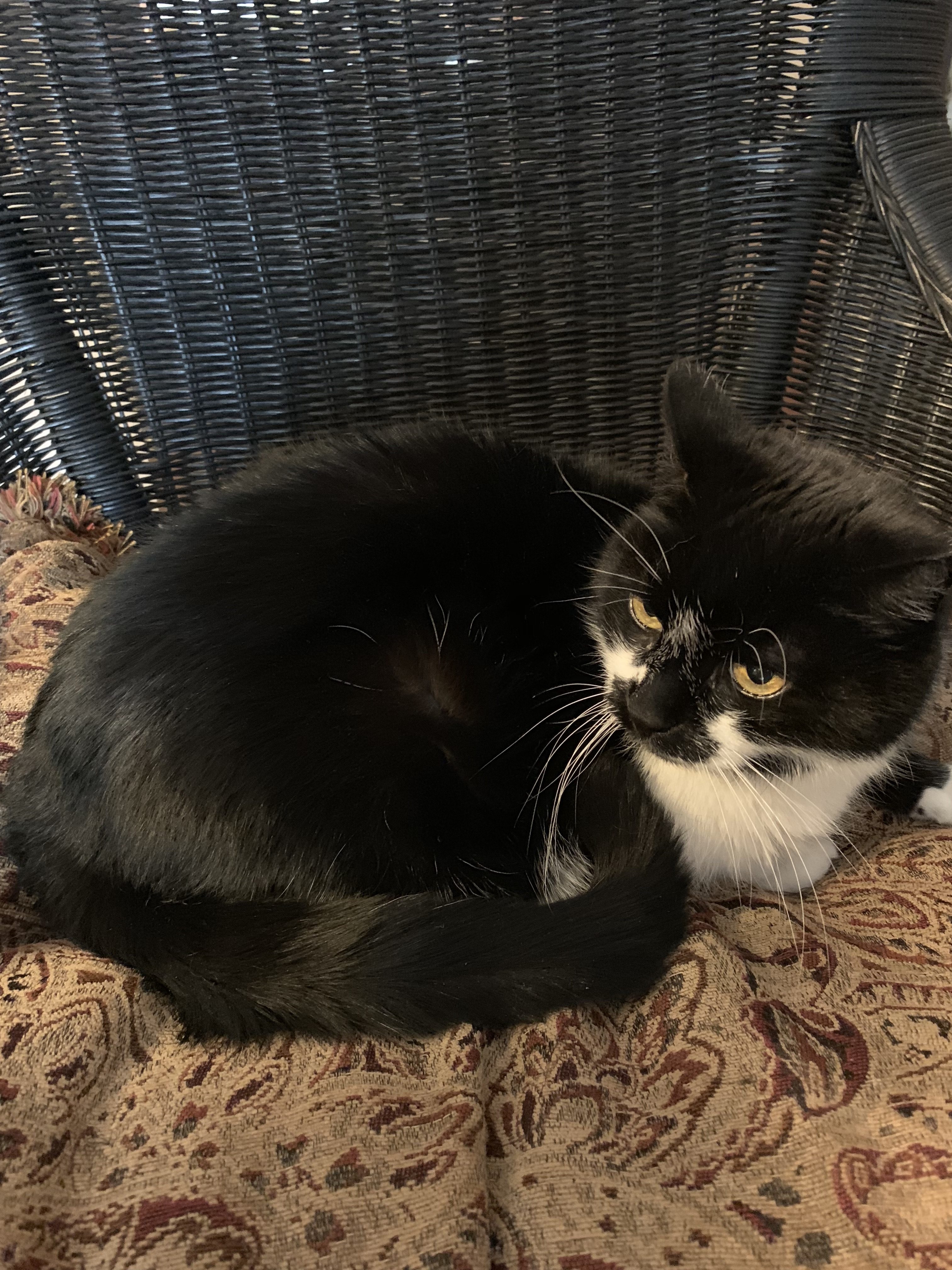 Purina one 28 day shop challenge cat